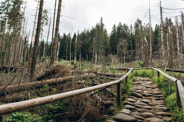 Hiking stone trail in pine forest