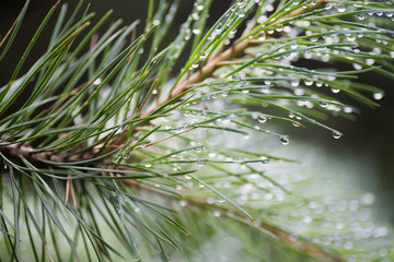 water drops on pine needles