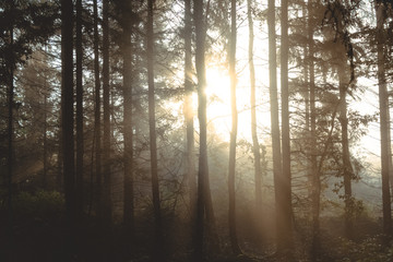 Fototapeta na wymiar Sonnenstrahlen im nebeligen Wald bei Sonnenaufgang 