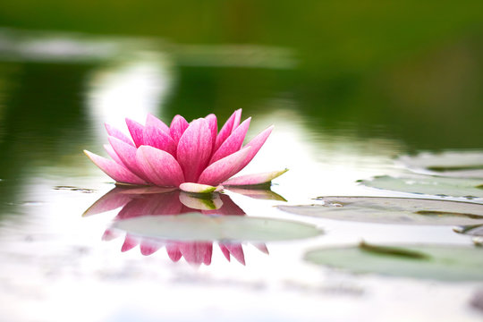 Fototapeta lotus flower in pond