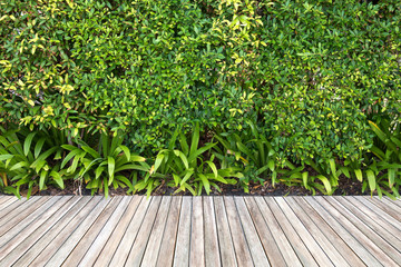 Wooden floor and plant with wall garden background.