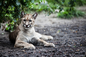 puma greta