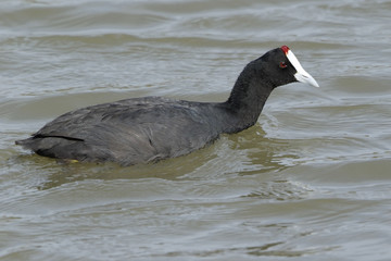 Crested Coot or Red-knobbed Coot (Fulica cristata) adult swimming on water in s'Albufera, Mallorca, Spain, September 2016