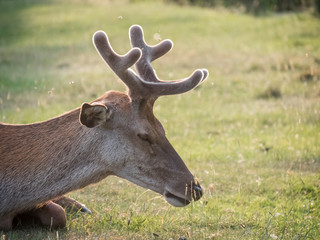 Resting young Red Deer (Cervus elaphus) stag growing velvet antlers in summer