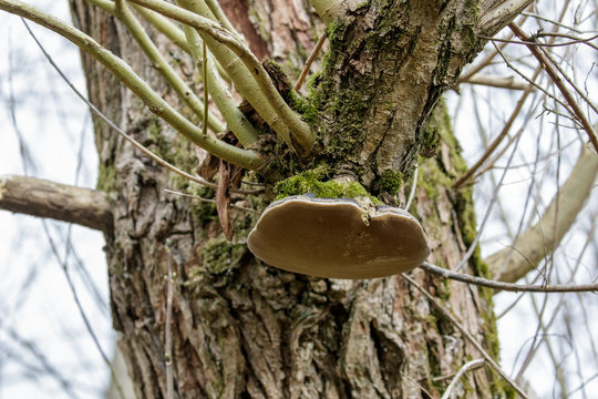 Willow Bracket fungus (Phellinus igniarius) on host tree