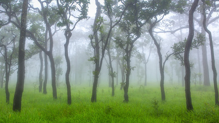 Fototapeta na wymiar Misty tree in the forest ground covered by green grass