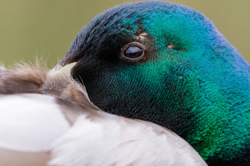 Close-up portrait of male Mallard duck (Anas platyrhynchos) in breeding plumage
