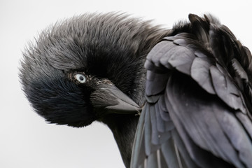 Close-up portrait of a preening Jackdaw (Corvus monedula) on white background