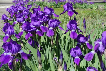 Row of flowering bright violet bearded irises