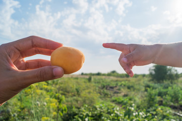 Apricot in the woman's hand and child's hand index on it on the background of the blue sky and green field. Parenthood concept.