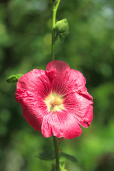 Brightly pink mallow flower on the stem
