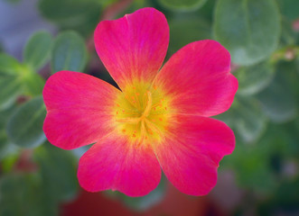 Portulaca umbraticola, flower close up
