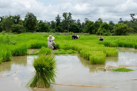 Rice farmers are withdrawing the seedlings to transplanting.