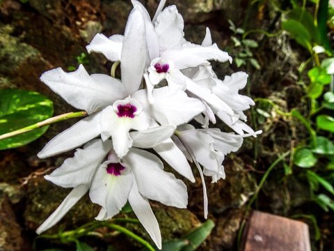 bushel of white orchid bunch