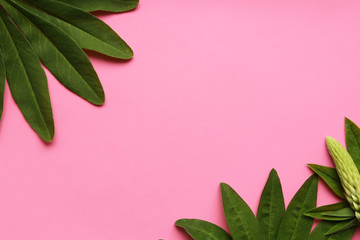 Fototapeta na wymiar Green exotic leaves on a pink background
