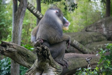 背中が痒いマンドリル
