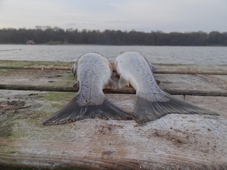 A fish out of water