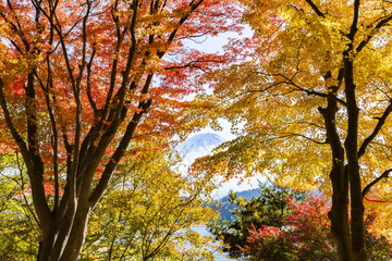 富士山と紅葉、山梨県河口湖にて