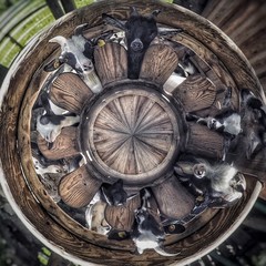 Ziegen schauen durch den Zaun eines Holzverschages, runde Bearbeitung