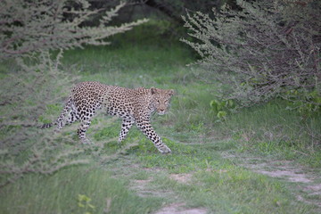 Leopard Kenya Africa savannah wild animal cat mammal