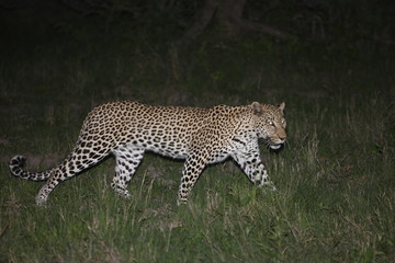 Leopard Kenya Africa savannah wild animal cat mammal