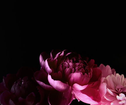 Fototapeta Pretty peony flowers