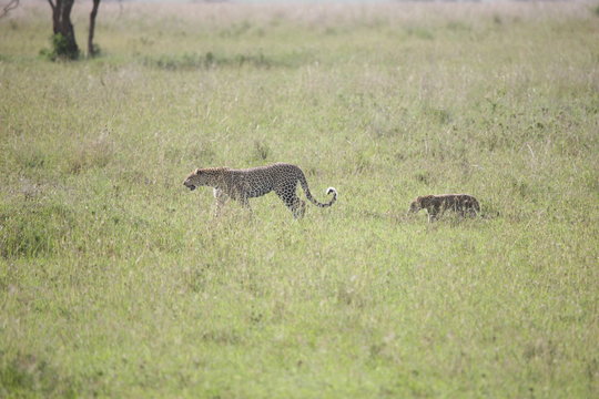 Leopard Kenya Africa savannah wild animal cat mammal