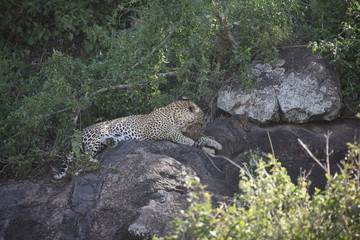 Leopard Kenya Africa savannah wild animal cat mammal