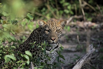 Fototapeta na wymiar Leopard Kenya Africa savannah wild animal cat mammal