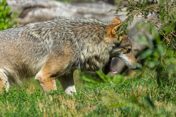 grey european wolf with mouth gaping open