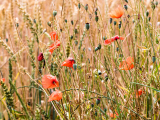 Mohnblumen im Getreide