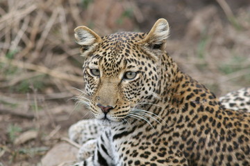 Naklejka na ściany i meble Leopard Kenya Africa savannah wild animal cat mammal