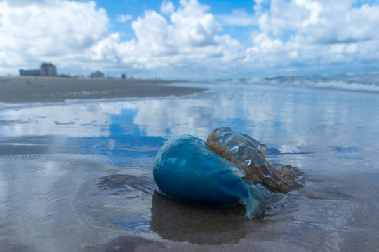 blue barrel jellyfish washed up on Kijkduin beach, The Hague, the Netherlands