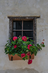 Plakat Old window with flower pot