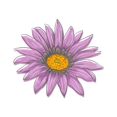 Hand drawn vector pen and ink illustration of Gerbera Daisy flower