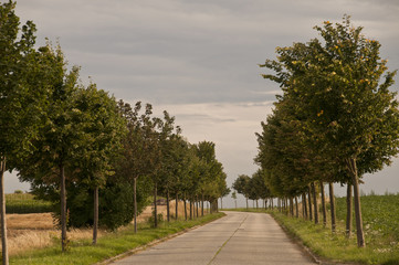 arbres en bord de route avec ciel couvert