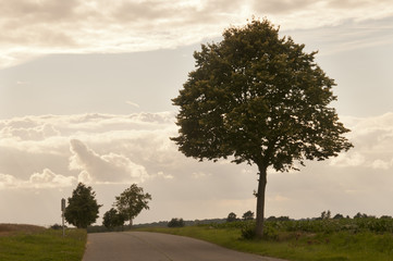 arbres en bord de route avec ciel couvert