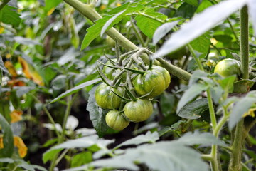 bunch maturation green tomatoes on a branch in the garden