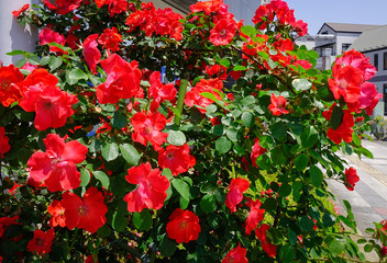 Close-up of a red rose at the public park