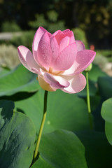 Lotus rose en &eacute;t&eacute; au jardin