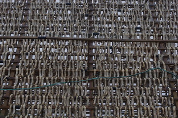 Drying cod to make klippfish bacalao