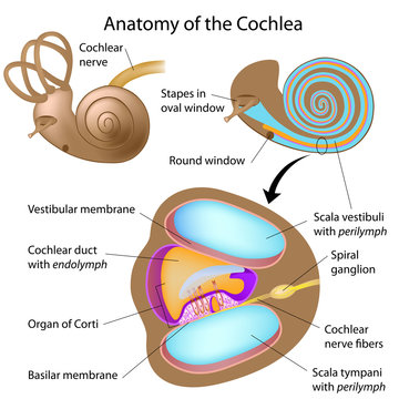 Anatomy of the cochlea of human ear, labeled. 