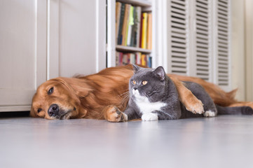 British shorthair cats and Golden Retriever