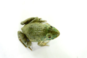 Frog on the white background,thailand,Can be eaten