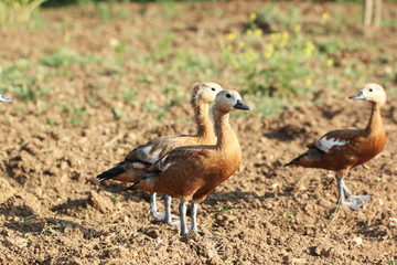 Tadorna Ferruginea