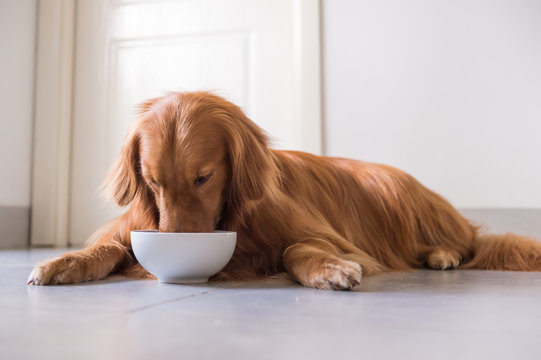 The Golden Retriever Eating