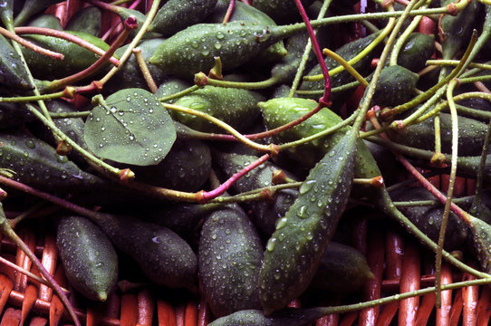 Capparis spinosa Cucunci Capperi Capers