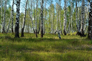 the bike standing in the birch forest in the summer day