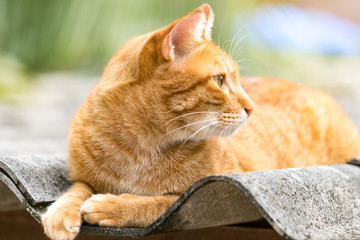 Ginger Cat