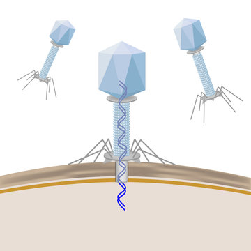Phage infecting a bacterium, non-labeled